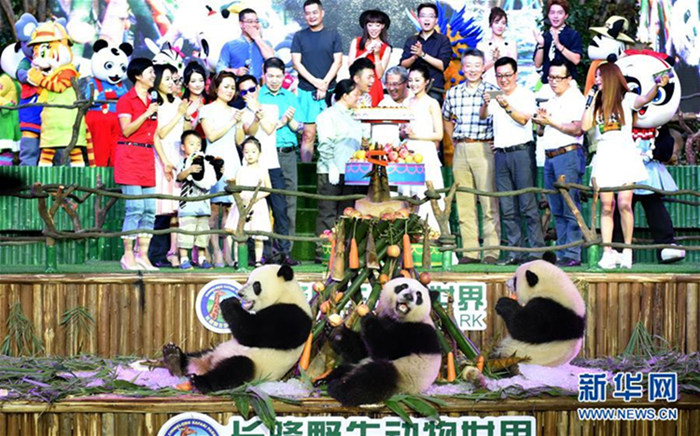 Guangzhou feiert Geburtstag von Pandadrillingen