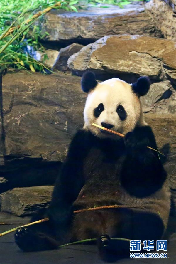 Panda-Baby debütiert in Belgien