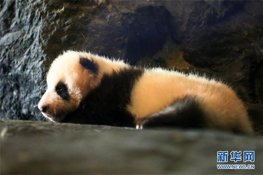 Panda-Baby debütiert in Belgien