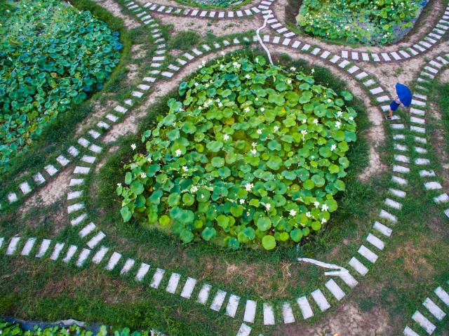 66667 Quadratmeter Lotusteiche in Form von Schmucksteinen