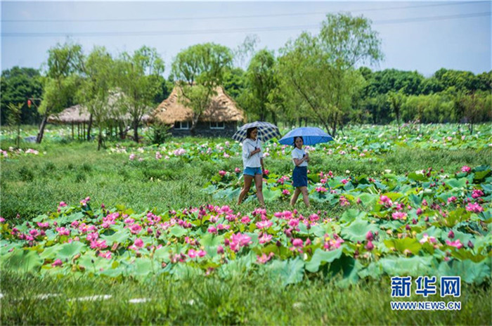 66667 Quadratmeter Lotusteiche in Form von Schmucksteinen