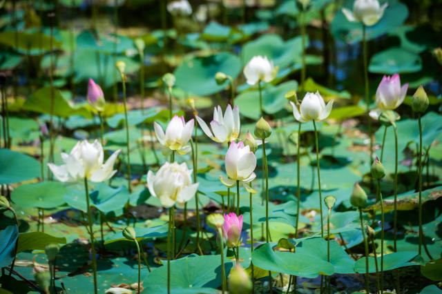 66667 Quadratmeter Lotusteiche in Form von Schmucksteinen