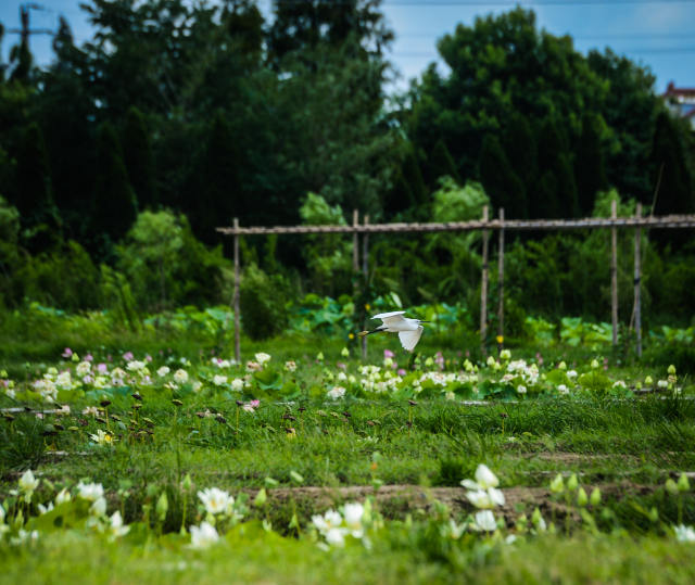 66667 Quadratmeter Lotusteiche in Form von Schmucksteinen
