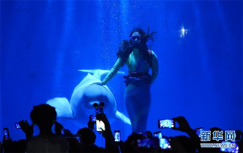 Junge Wei?wal-Trainerin in Harbin