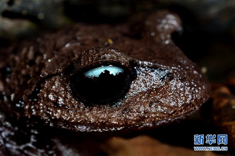 Yunnan: neue Art des Asiatischen Kr?tenfroschs