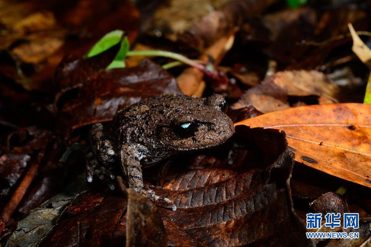 Yunnan: neue Art des Asiatischen Kr?tenfroschs