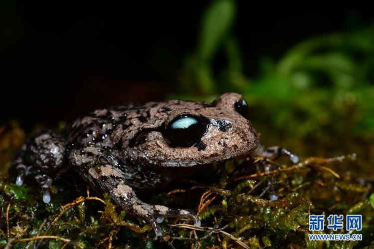 Yunnan: neue Art des Asiatischen Kr?tenfroschs