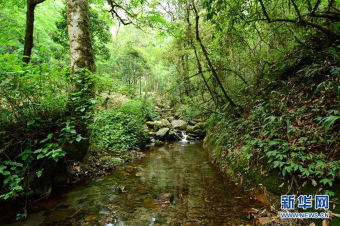 Yunnan: neue Art des Asiatischen Kr?tenfroschs