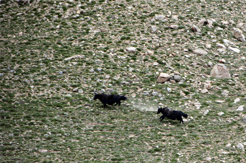 Das Naturschutzgebiet auf dem Altun-Berg
