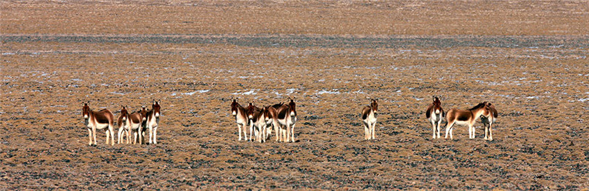 Das Naturschutzgebiet auf dem Altun-Berg