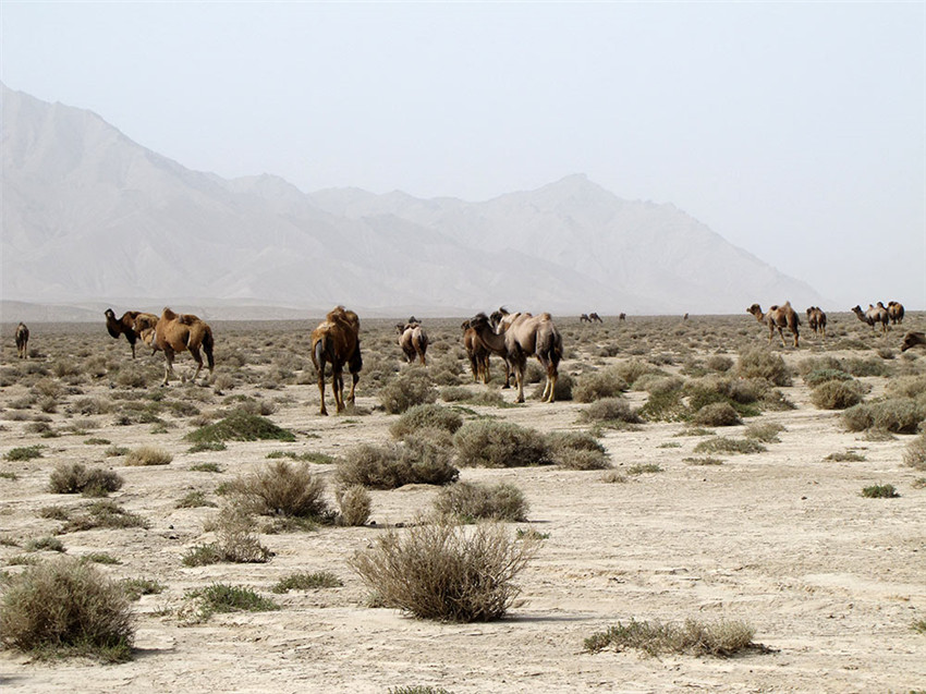 Das Naturschutzgebiet auf dem Altun-Berg