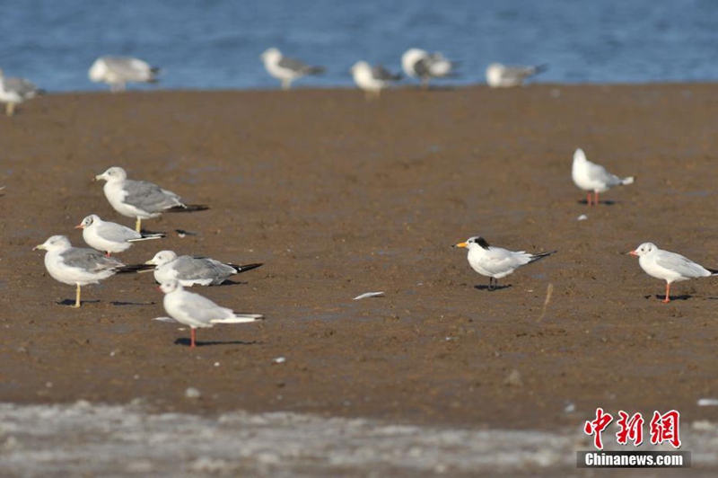 ?Mythischer Vogel“ in Qingdao beobachtet