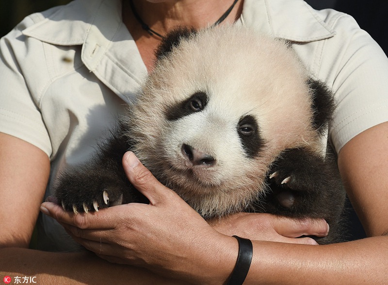 Erster belgischer Panda auf den Namen ?Tianbao“ getauft