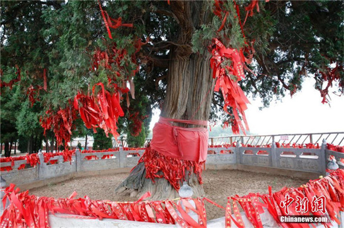 Nah am Wasser gepflanzt – über 4000-j?hrige Zypresse in Shanxi