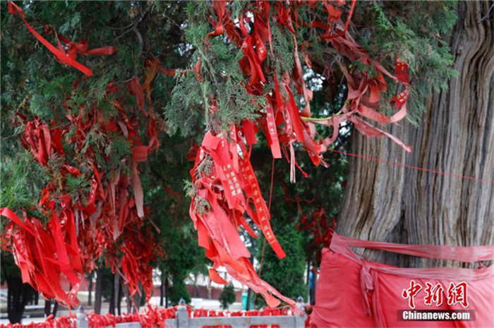 Nah am Wasser gepflanzt – über 4000-j?hrige Zypresse in Shanxi