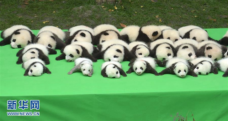 23 Panda-Babys posieren gemeinsam in Chengdu 