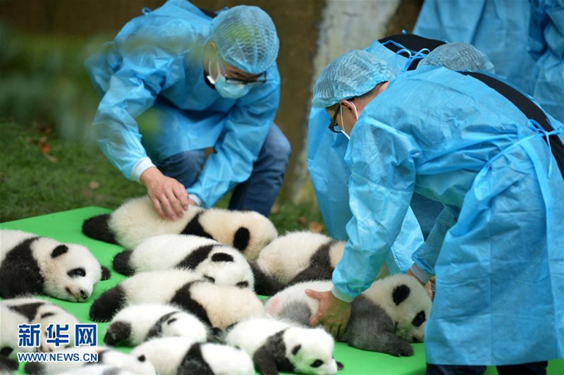 23 Panda-Babys posieren gemeinsam in Chengdu 