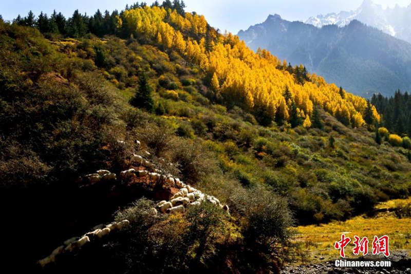 Die Herbstfarben des Qilian-Gebirges