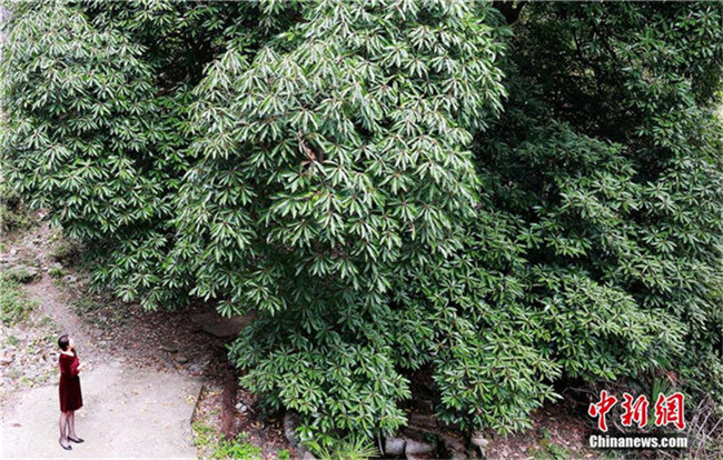 1.200-j?hriger Lorbeerbaum in Hubei entdeckt