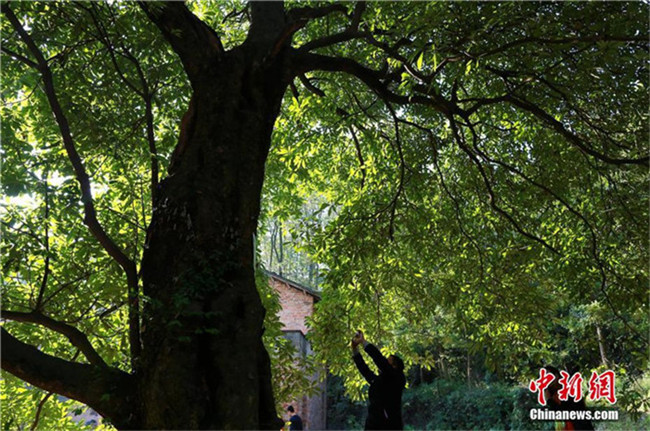 1.200-j?hriger Lorbeerbaum in Hubei entdeckt