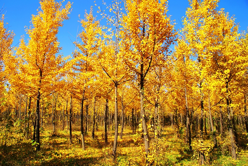 Das Museum des Hanyang-Grabs