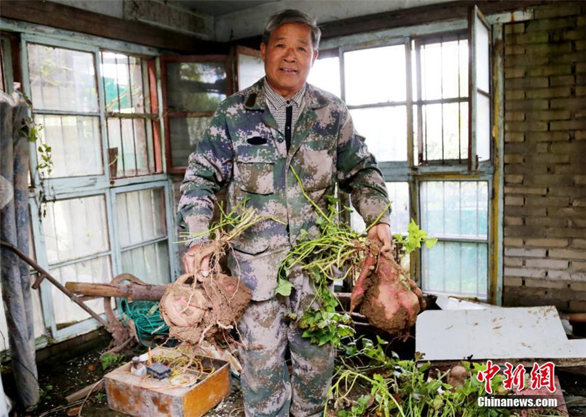 Henaner Bauer erntet riesige Sü?kartoffeln