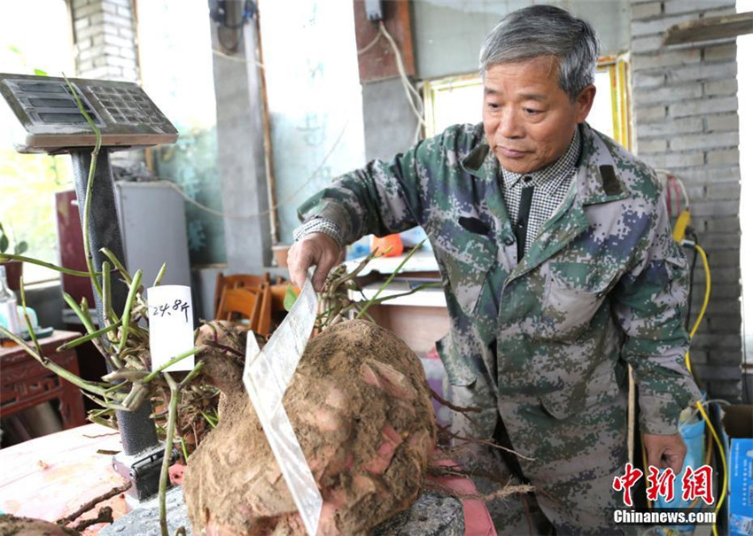 Henaner Bauer erntet riesige Sü?kartoffeln