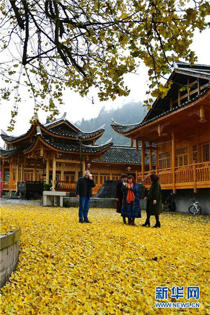 1500-j?hriger Ginkgo in Hubei