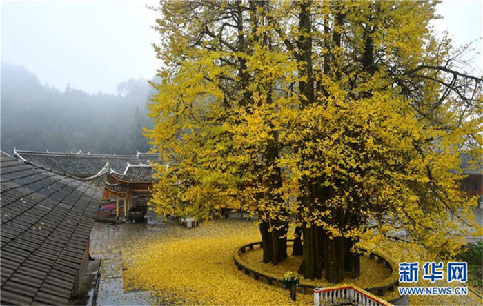 1500-j?hriger Ginkgo in Hubei
