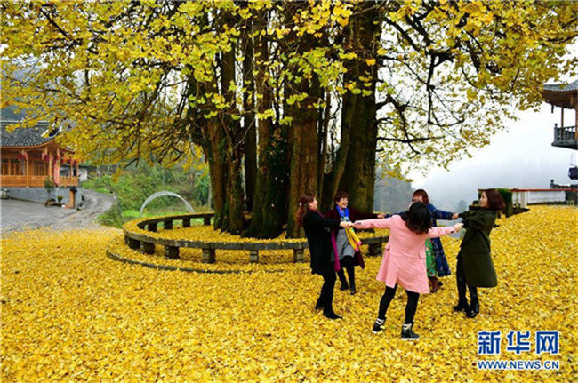 1500-j?hriger Ginkgo in Hubei