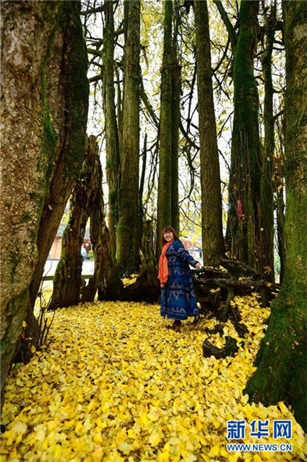 1500-j?hriger Ginkgo in Hubei