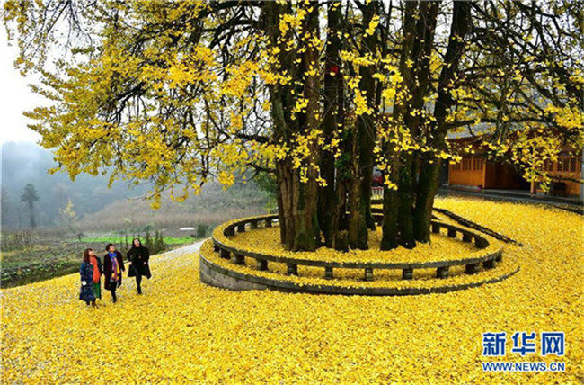 1500-j?hriger Ginkgo in Hubei