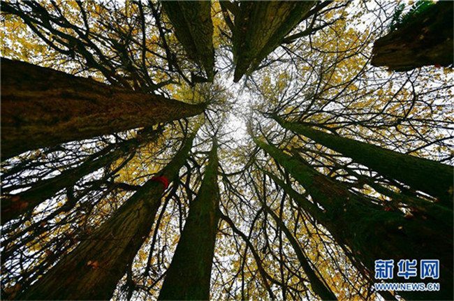 1500-j?hriger Ginkgo in Hubei