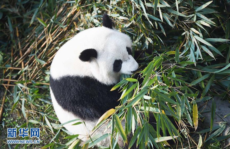 In den USA geborene Panda-Zwillinge geben in Chengdu ihr Debüt