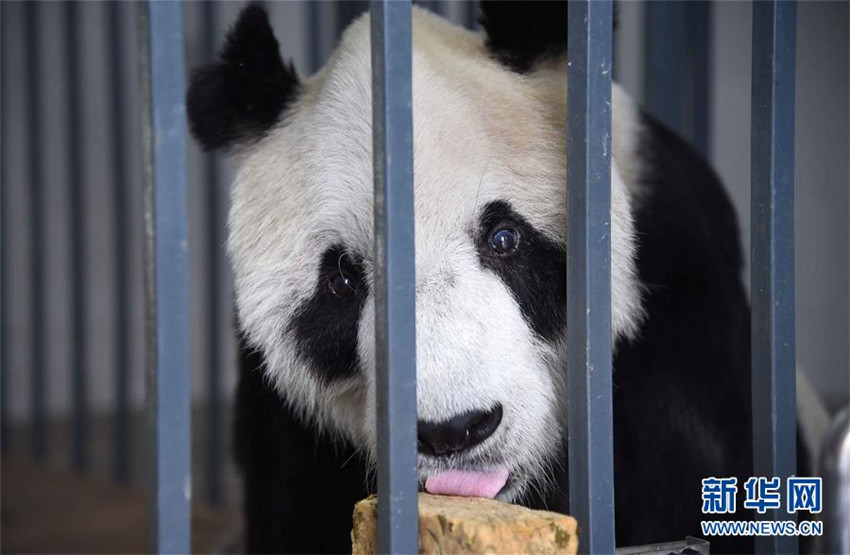 ?ltestes Pandam?nnchen gestorben