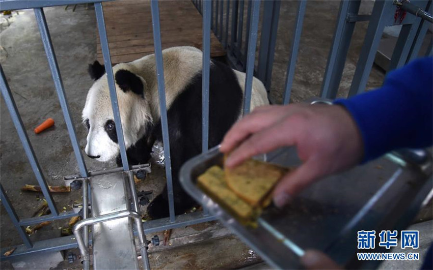 ?ltestes Pandam?nnchen gestorben