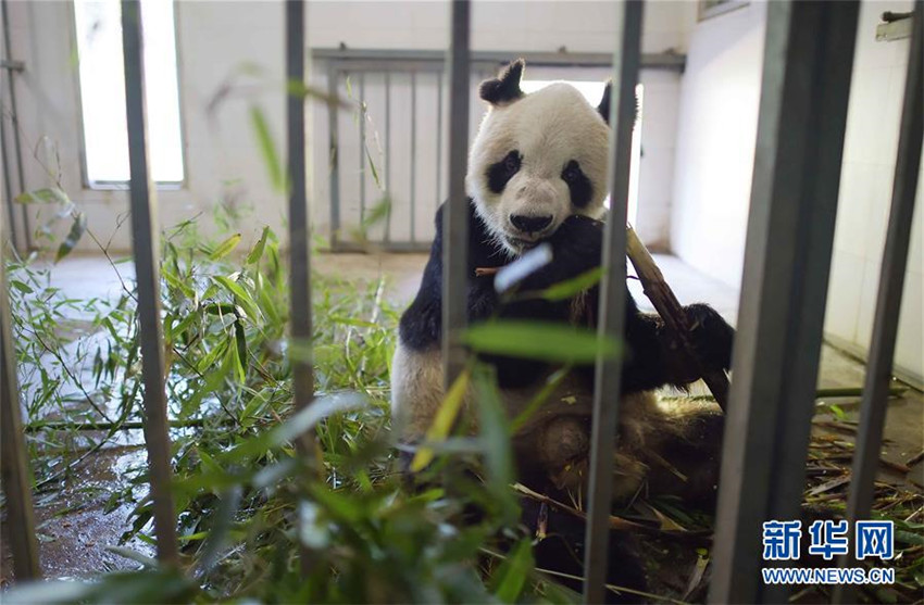 ?ltestes Pandam?nnchen gestorben