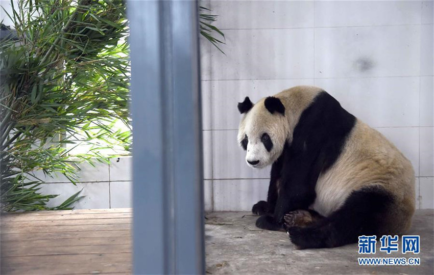 ?ltestes Pandam?nnchen gestorben