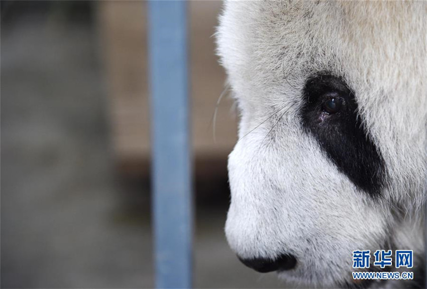 ?ltestes Pandam?nnchen gestorben