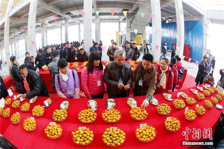 Kr?nung des Kumquatk?nigs in Guangxi