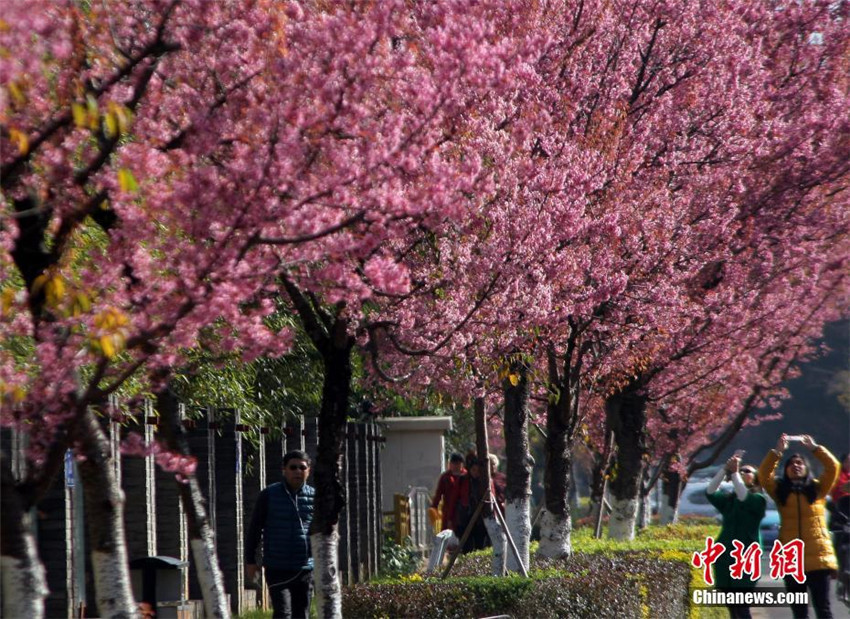 Kirschblüte in Kunming