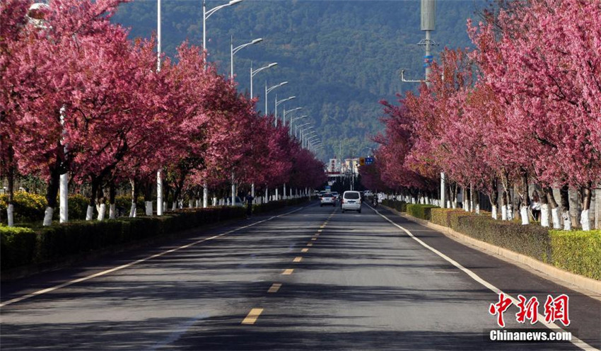 Kirschblüte in Kunming