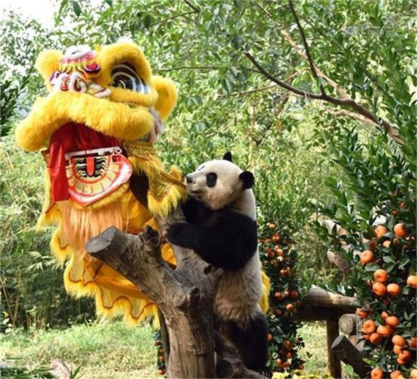 Geselliges Miteinpanda: B?rige Grü?e zum Frühlingsfest