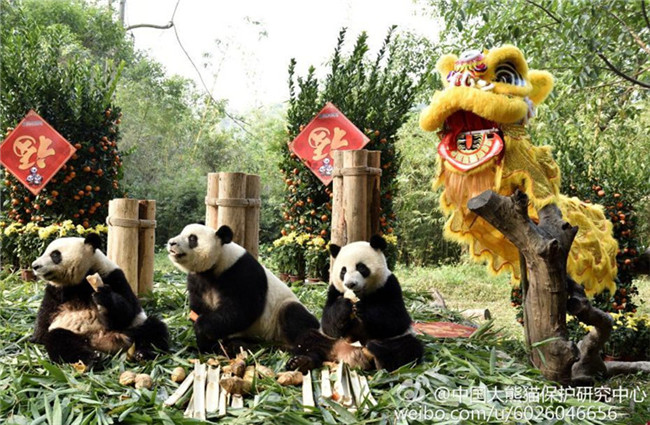 Geselliges Miteinpanda: B?rige Grü?e zum Frühlingsfest