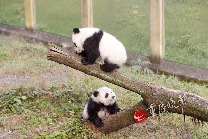 Panda-Zwillinge debütieren in Chongqing