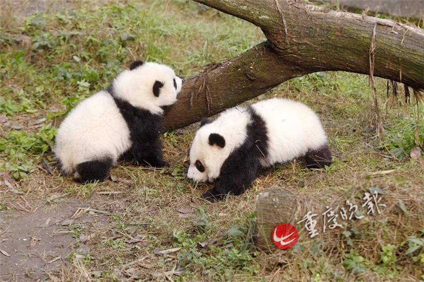 Panda-Zwillinge debütieren in Chongqing
