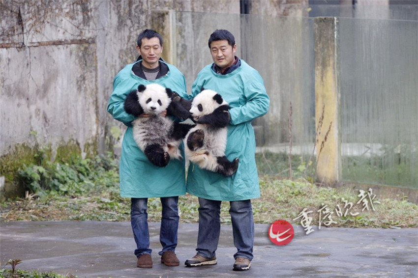 Panda-Zwillinge debütieren in Chongqing