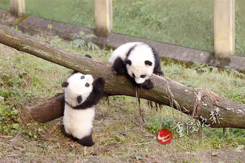 Panda-Zwillinge debütieren in Chongqing