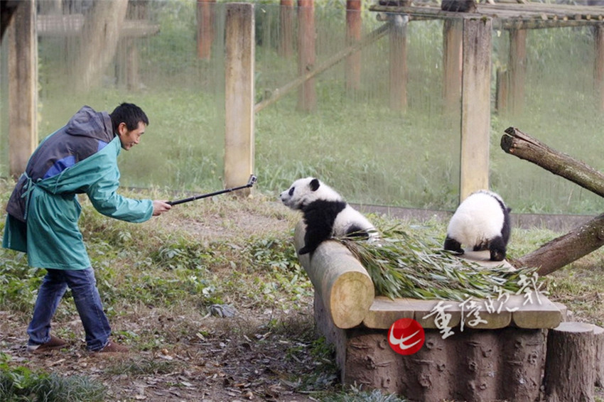 Panda-Zwillinge debütieren in Chongqing