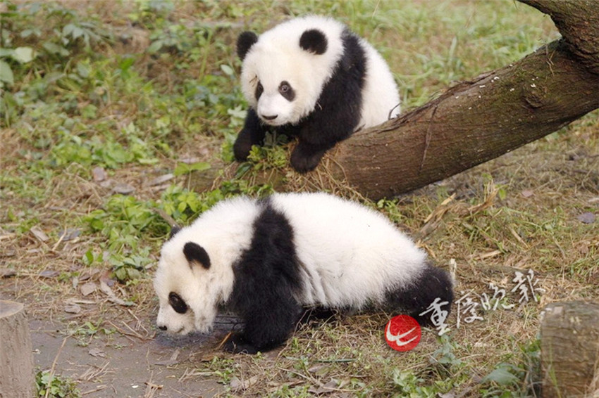 Panda-Zwillinge debütieren in Chongqing